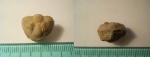 Proasaphus primus или Ptychopyge truncata