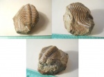 Cybele bellatula.