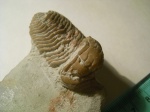 Pliomera fischeri.