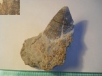 Conularia.