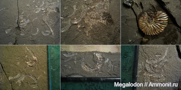 мел, Deshayesites, апт, Aconeceras, Саратовская область, Саратовская ГЭС, Volgoceratoides, Koeneniceras, Балаково, Aptian, Cretaceous