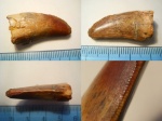 Carcharodontosaurus saharicus