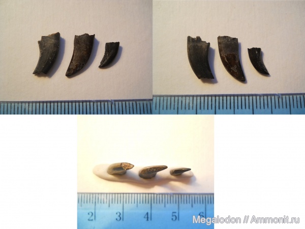 динозавры, юра, бат, Kileskus aristotocus, Kileskus, Шарыпово, Красноярский край, Bathonian, Jurassic