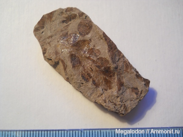 юра, бат, Cladophlebis, Шарыпово, Красноярский край, Cladophlebis haiburnensis, Bathonian, Jurassic