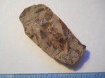 Cladophlebis haiburnensis.