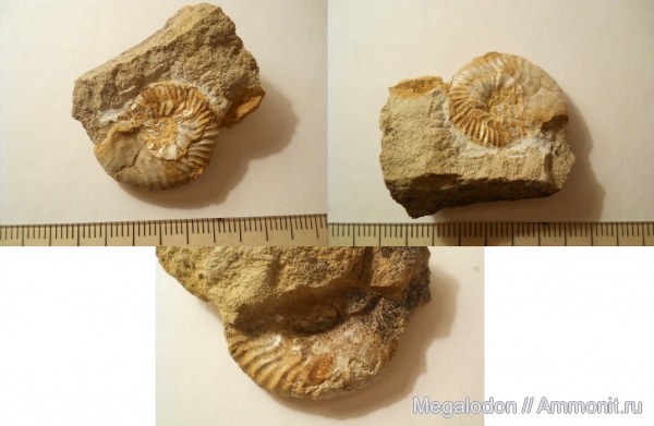аммониты, моллюски, юра, кимеридж, Калужская область, Ammonites, Липицы, Sutneria, Kimmeridgian, Jurassic, Upper Jurassic