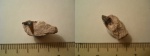 Symmoriidae