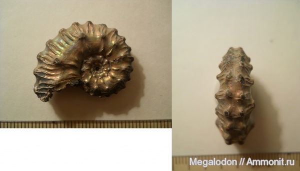 аммониты, моллюски, юра, Kosmoceras, келловей, Рязанская область, Михайловцемент, Kosmoceras gemmatum, Ammonites, Callovian, Jurassic, Middle Jurassic