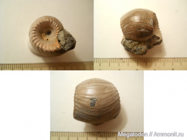 аммониты, моллюски, юра, Erymnoceras, келловей, Рязанская область, Михайловцемент, Erymnoceras doliforme, Ammonites, Callovian, Jurassic, Middle Jurassic