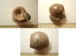 Erymnoceras doliforme -2.