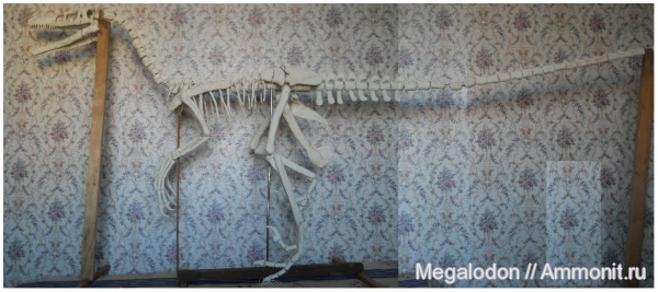 динозавры, мел, Монголия, Velociraptor, реконструкции, кампан, Velociraptor mongoliensis, Campanian, Cretaceous