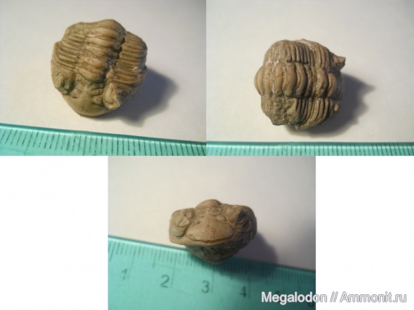 трилобиты, ордовик, членистоногие, Ленинградская область, Pterygometopus, pterygometopus sclerops, Pterygometopidae, Ordovician