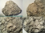 Nummulites sp.
