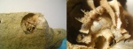 Детская раковина Eutrephoceras sp.