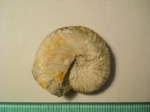 Hoploscaphites sp.