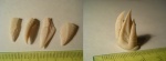 Раковина Arcoscalpellum gracile