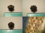 Acastoides hollardi