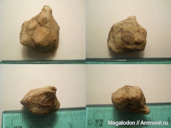 иглокожие, ордовик, р. Волхов, Ленинградская область, Cystoidea, Erinocystis, Ordovician