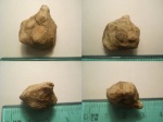 Erinocystis sculpta