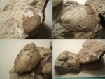 Pseudolingula lata