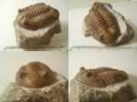 Asaphus lepidurus