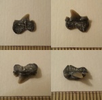 Cretolamna sp.