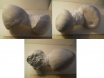 Echinocorys conica