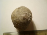 Echinosphaerites