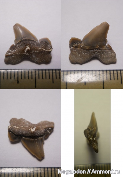 мел, рыбы, акулы, Cretalamna, Саратовская область, кампан, Lamniformes, Otodontidae, Вольск