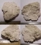 Eostriatolamia или Carcharias