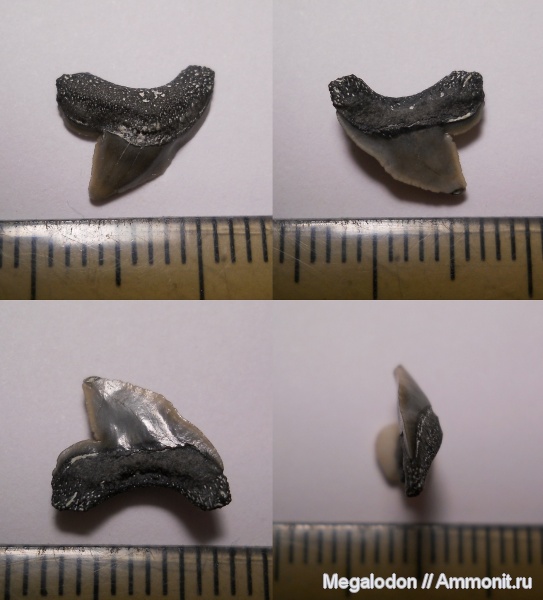 мел, Squalicorax, Саратовская область, турон, Lamniformes, Anacoracidae, Вольск