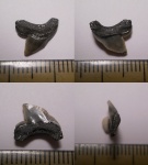 Squalicorax sp.