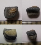 Ptychodus latissimus