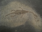 Keichousaurus hui