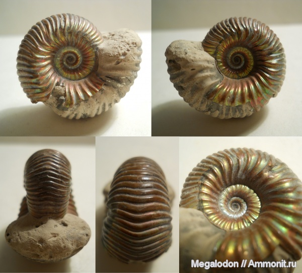 аммониты, юра, келловей, Дубки, Eboraciceras, Eboraciceras carinatum, Саратовская область, Cardioceratidae