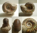 Eboraciceras carinatum