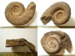 Euomphalus marginatus