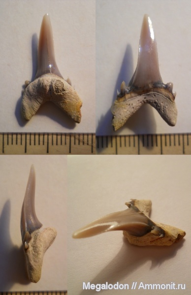 мел, рыбы, акулы, маастрихт, Саратовская область, Lamniformes, Odontaspididae, Palaeohypotodus, Вольск, Palaeohypotodus bronni