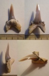 Palaeohyptodus bronni