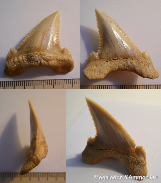 палеоген, палеоцен, Марокко, Elasmobranchii, Palaeocarcharodon, Lamniformes, Palaeocarcharodon orientalis