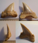 Palaeocarcharodon orientalis