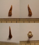 Enchodus sp.
