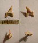 Archaeolamna sp.