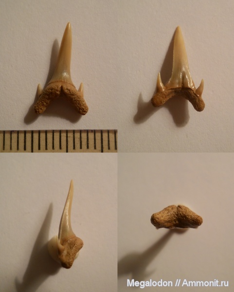 мел, Eostriatolamia, сеноман, Eostriatolamia subulata, Elasmobranchii, Lamniformes, Александровка