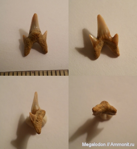 сеноман, Elasmobranchii, Protolamna, Lamniformes, Александровка