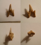 Protolamna sp.