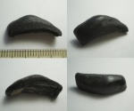 Lagarodus specularis