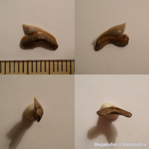 Palaeoanacorax, сеноман, Elasmobranchii, Lamniformes, Anacoracidae