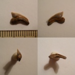 Palaeoanacorax sp.