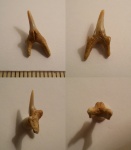 Pseudoscapanorhynchus compressidens
